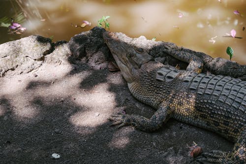 Kostnadsfri bild av djurfotografi, Krokodil, reptiler