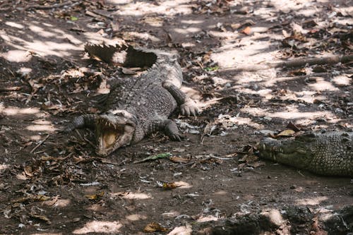 Crocodiles on Brown Dried Leaves 