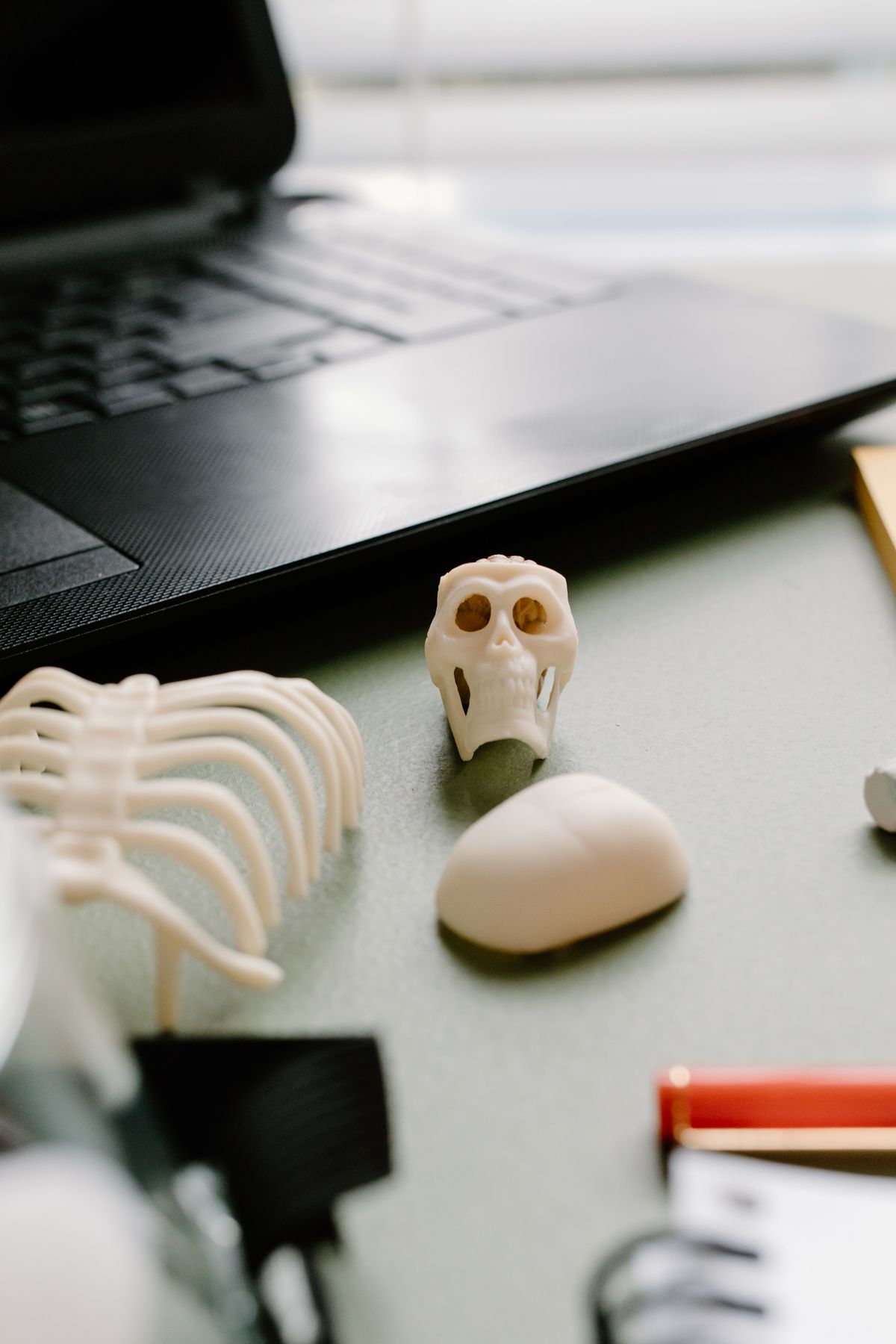 Medical study materials, a laptop and a model skeleton arranged on a desk