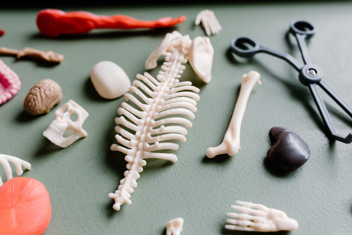 Free Flat lay of anatomical models and medical instruments on a green surface. Stock Photo