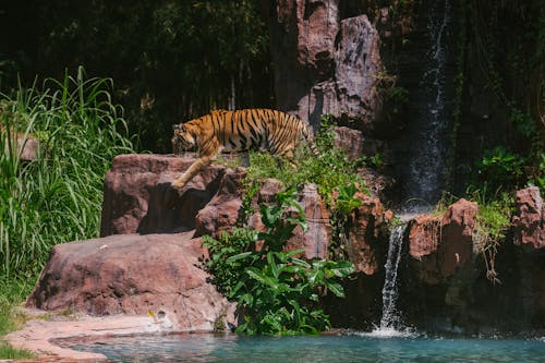 tiger on the rock