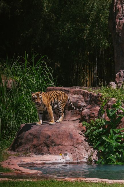 A powerful tiger stands majestically by the water at a Bali wildlife sanctuary, showcasing its natural habitat.