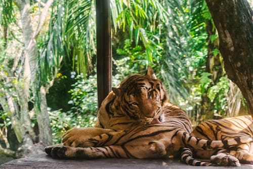 Darmowe zdjęcie z galerii z duży kot, dzika przyroda, dżungla