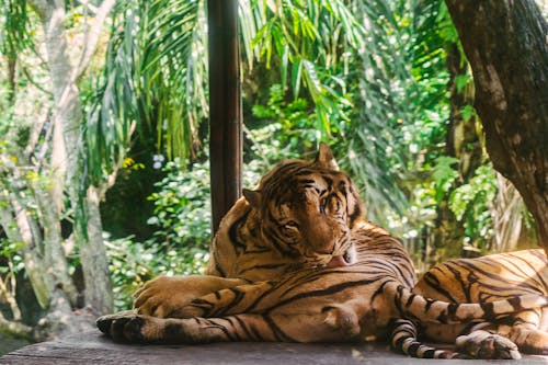 Free Brown Tiger Lying on Ground Stock Photo