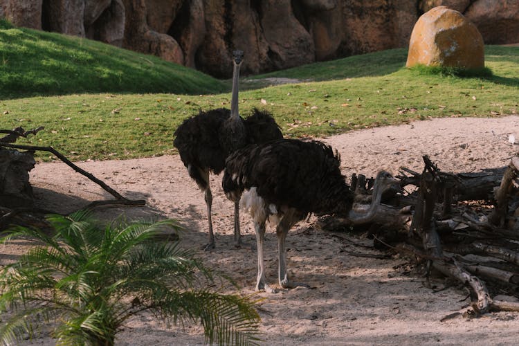 Black Ostriches At The Zoo