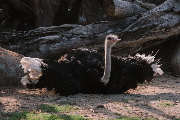 An Ostrich Sitting On The Ground