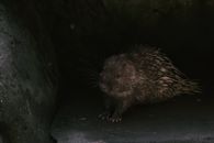 Beaver on the Rock