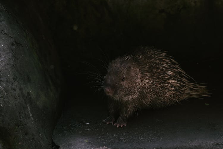 Beaver On The Rock