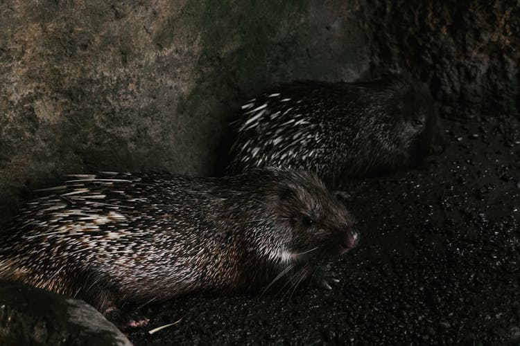 Close-Up Shot Of Hedgehogs