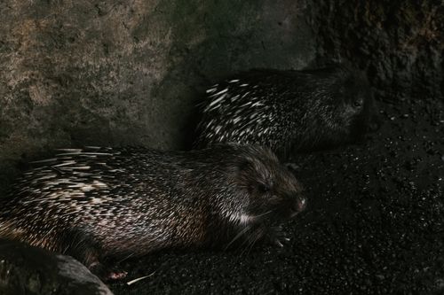 Free Two porcupines resting in their natural habitat, highlighting their distinctive spines. Stock Photo