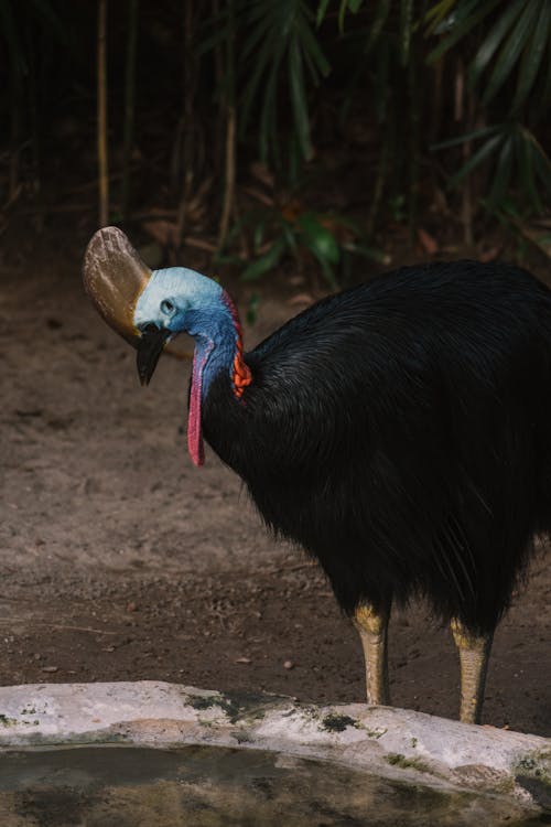 Kostnadsfri bild av fågel, fågelfotografering, flightless