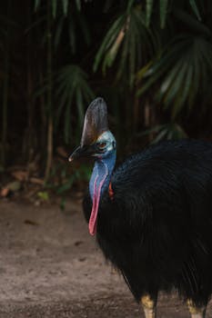A striking cassowary captured in a lush rainforest setting.