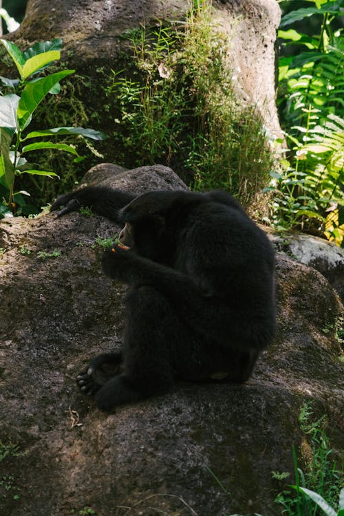 Black Gorilla on the Rock