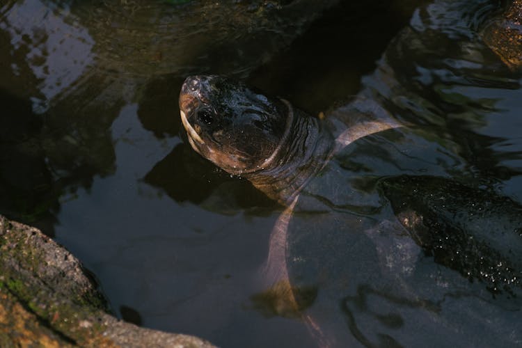 A Turtle In The Water 