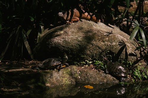 A Komodo Dragon and a Turtle on Rocks