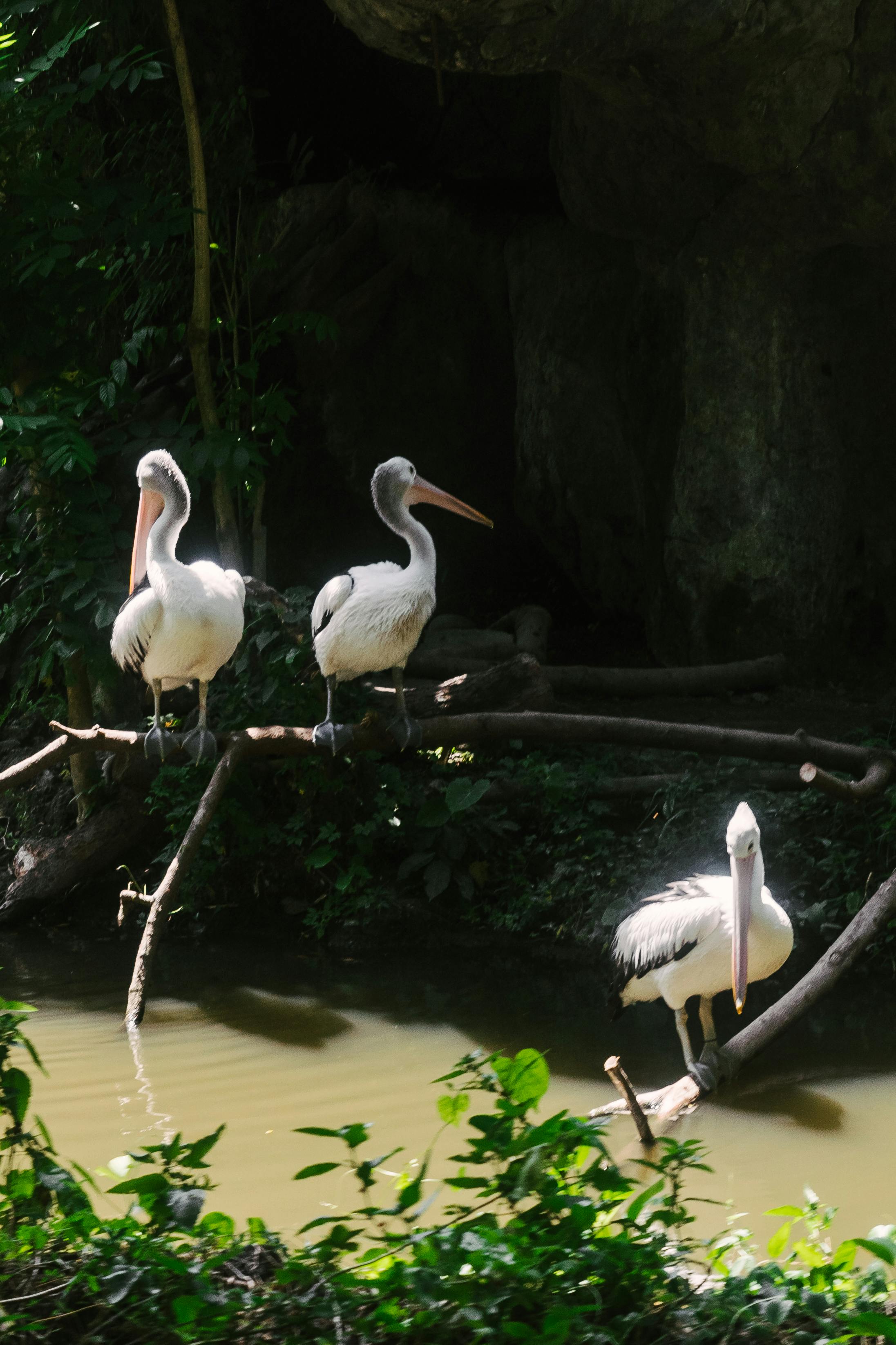 white pelicans on brown tree branch