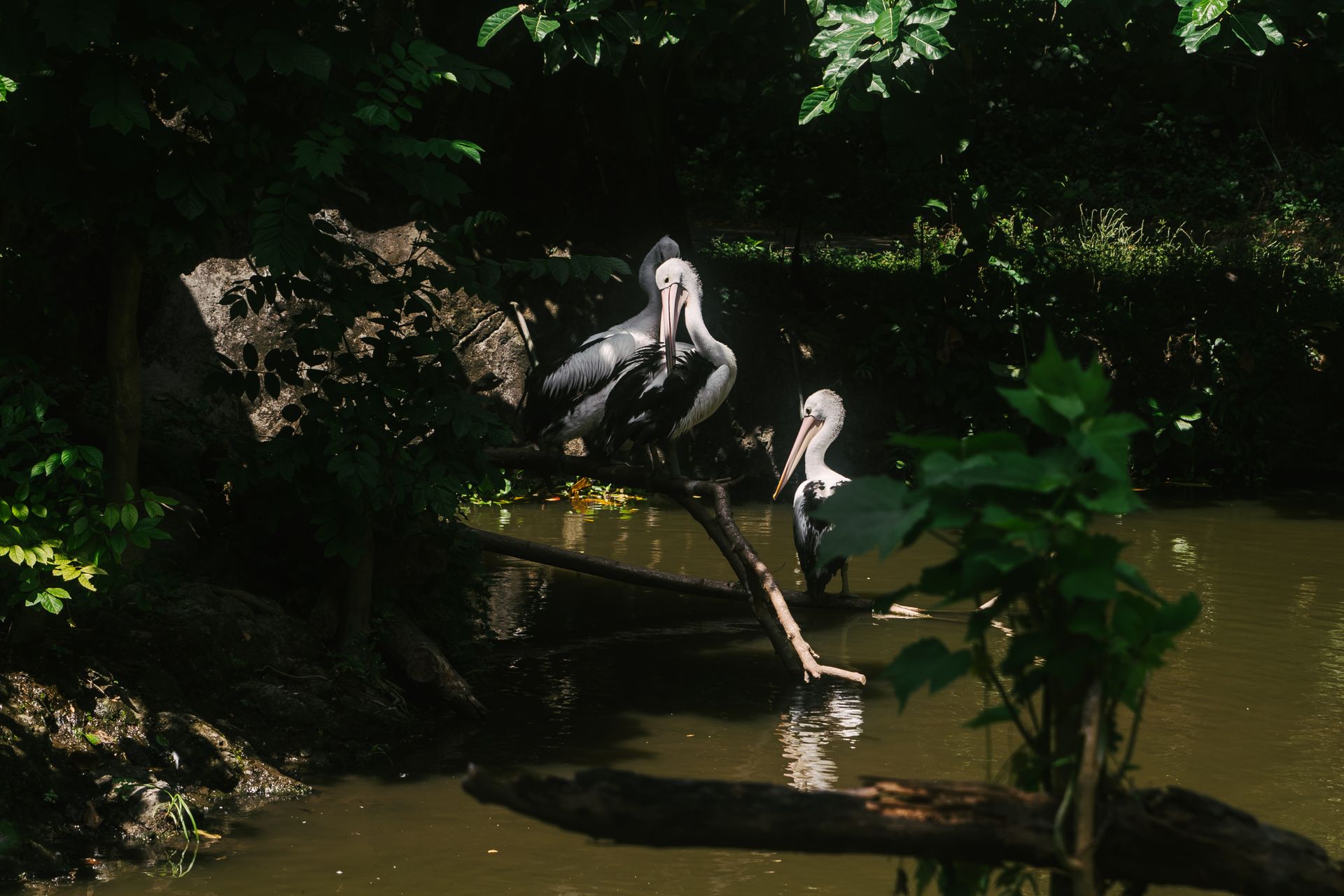 Australian Pelicans Perched on Branches