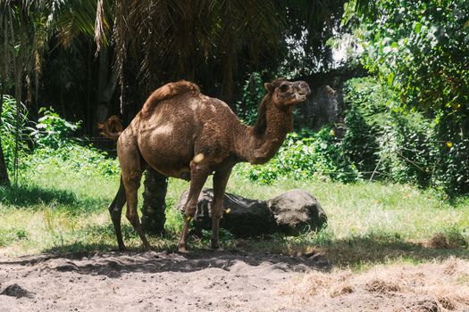 Brown Camel on the Grass