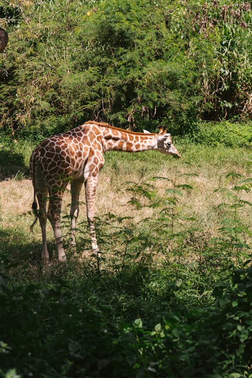 A Giraffe Eating  the Leaves of a Plant