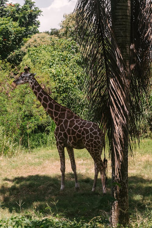 Free A Giraffe Standing on Green Grass Field Stock Photo