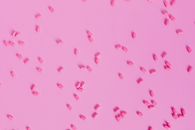 Pink Heart Shape on White Background