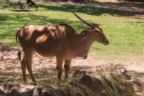 Kostenloses Stock Foto zu antilope, feld, gazelle