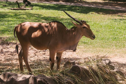 Common Eland on Green Grass Field