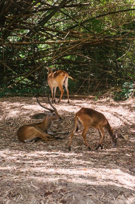 A group of antelopes foraging in a lush forest environment, capturing wildlife behavior.