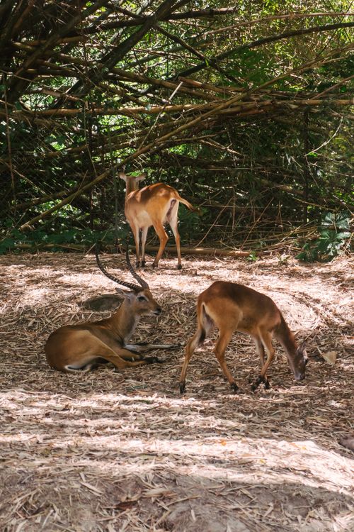 Free A group of antelopes foraging in a lush forest environment, capturing wildlife behavior. Stock Photo