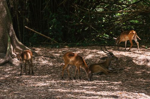Free A serene scene of gazelles in a sunlit forest, showcasing the beauty of wildlife. Stock Photo