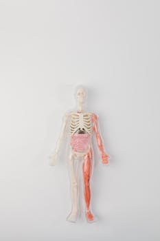 An anatomical model displaying human skeletal and internal organs on a white background.