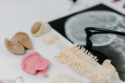 Human brain is two separate organs, Stanford Medicine-led research finds