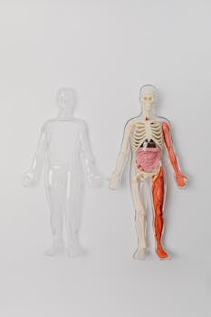 A human anatomy model with visible skeleton and organs on a plain white backdrop for educational purposes.
