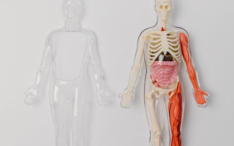 Modelo anatómico con esqueleto y órganos
