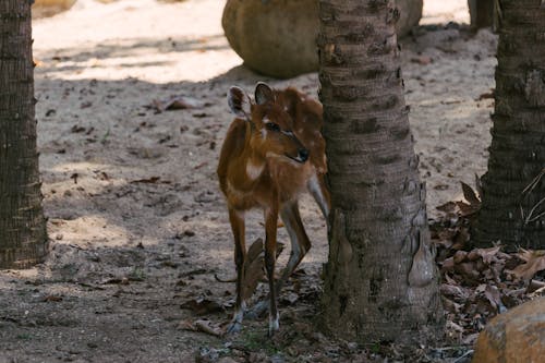Brown Deer Standing Beside a Palm Tree