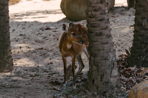 Foto d'estoc gratuïta de adular, animal, cervidae