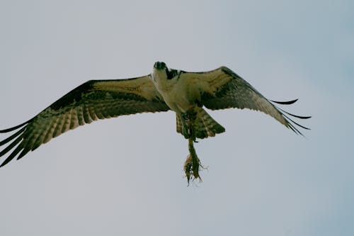 Kostnadsfri bild av bygg bo, fiskgjuse, flygande