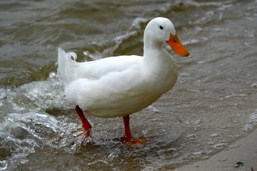 Kostnadsfri bild av anka, flod, orange näbb