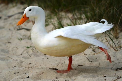 Kostnadsfri bild av anka, orange näbb, sand