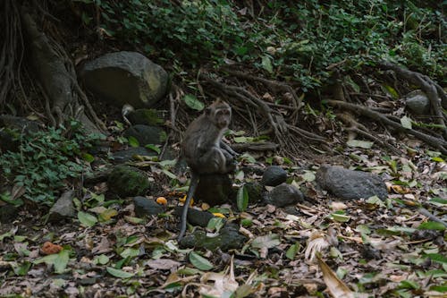 Безкоштовне стокове фото на тему «macaca, Балі, джунглі»