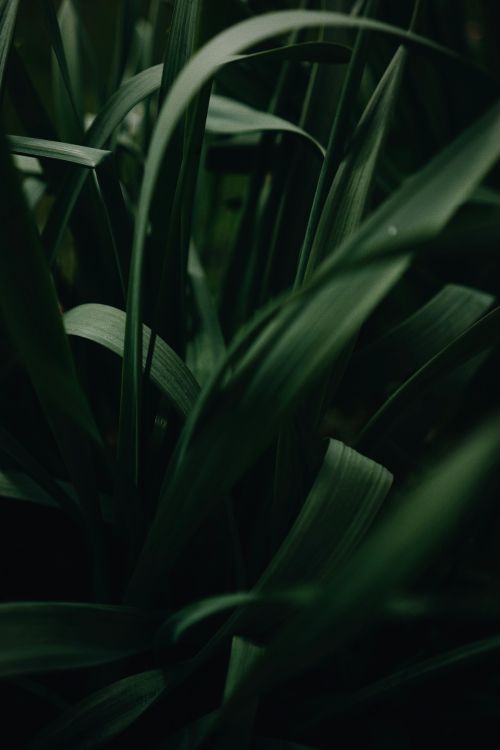 Free Close-up of lush dark green plant leaves in natural light, highlighting their texture and color. Stock Photo