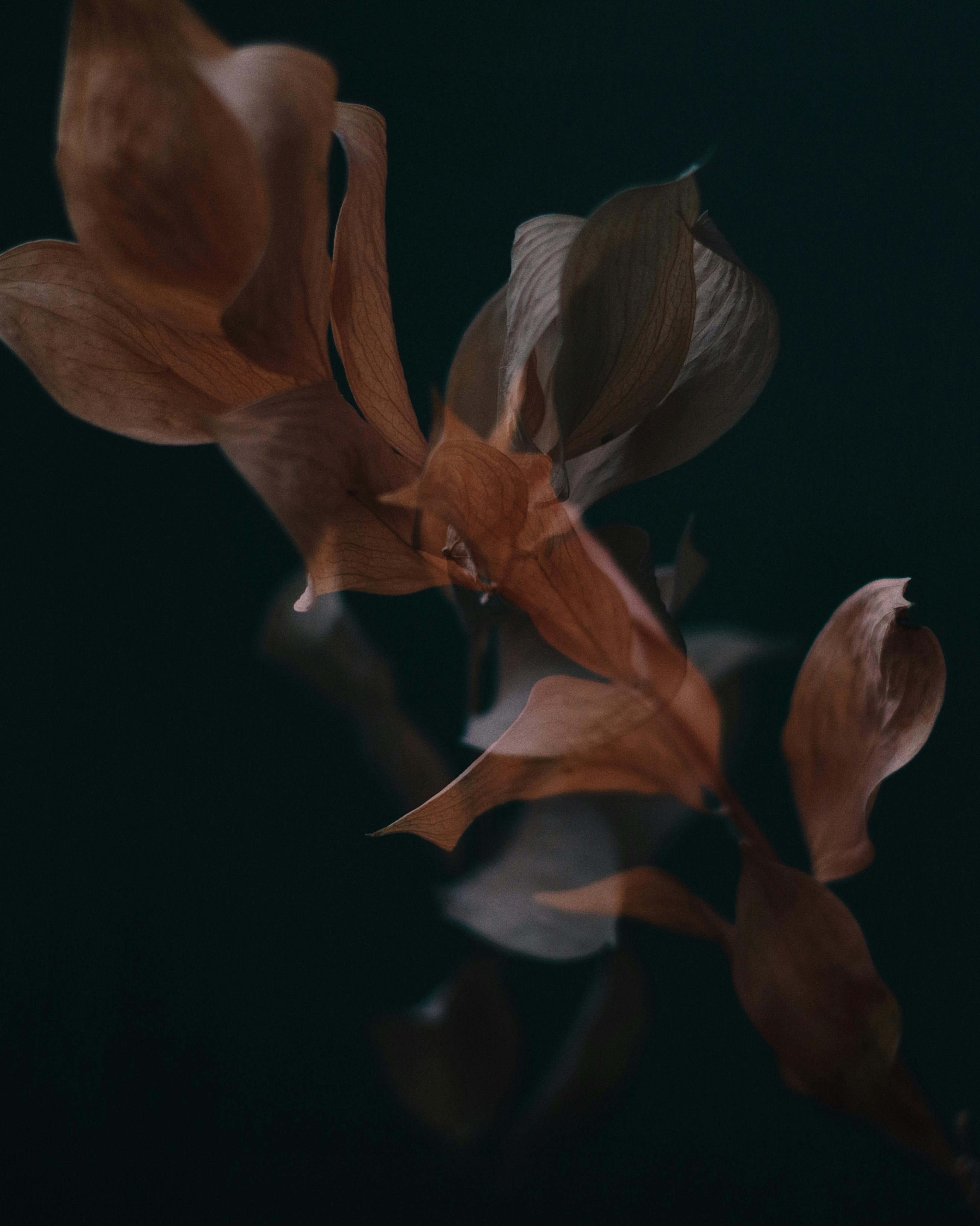 A moody and artistic close-up of dried leaves with selective focus, capturing the essence of fall in Sankt-Peterburg, Russia.