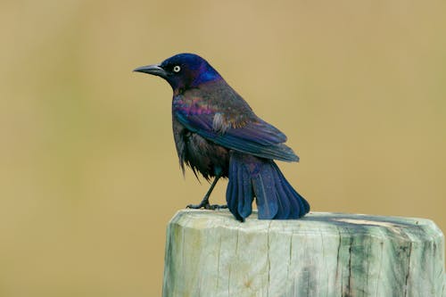 Kostnadsfri bild av blå, fågel, grackle