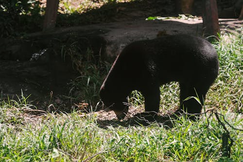 Foto d'estoc gratuïta de animal, caminant, fauna