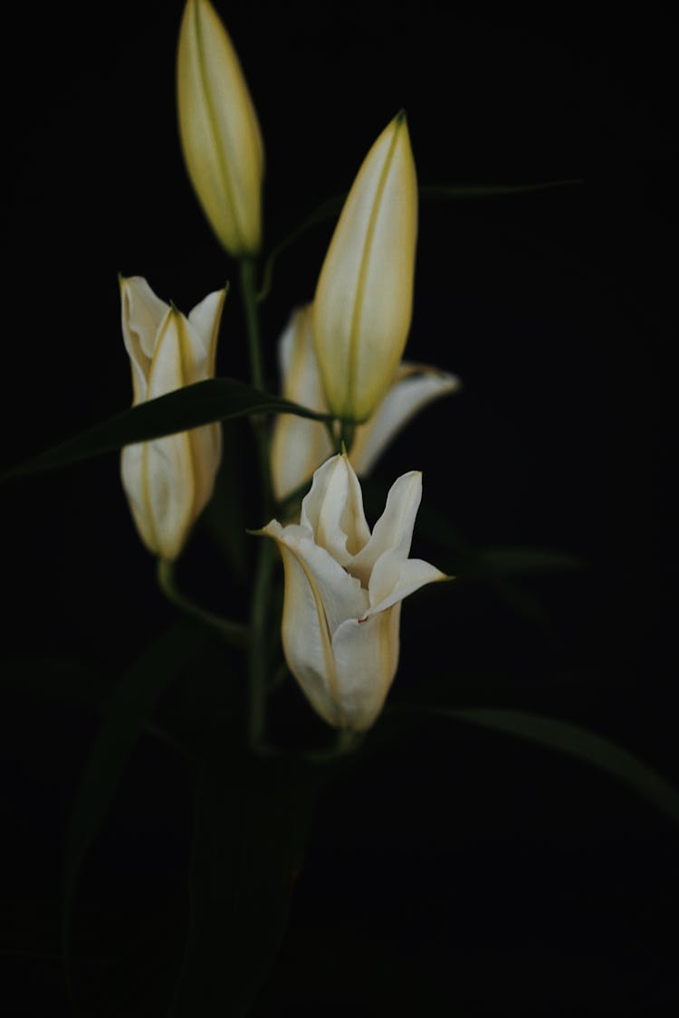 Close Up Photo Of Madonna Lily Flowers