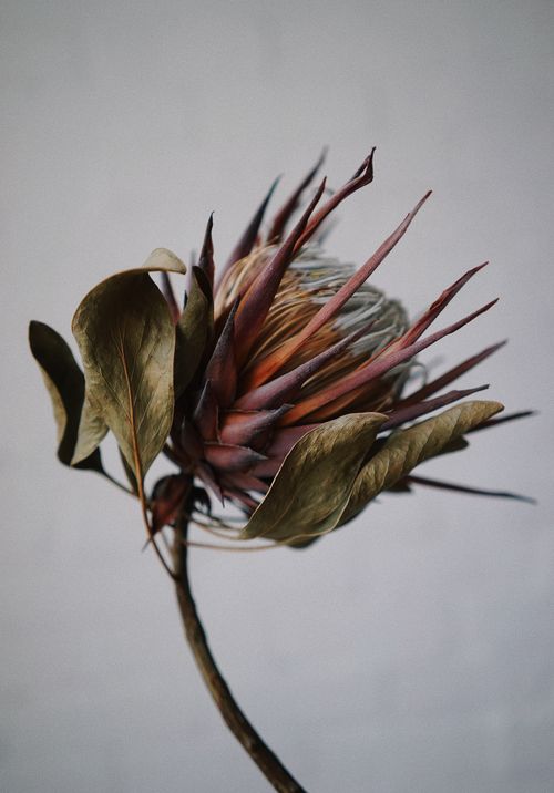 Free A stunning close-up shot of a dried King Protea flower, showcasing its unique structure and colors. Stock Photo