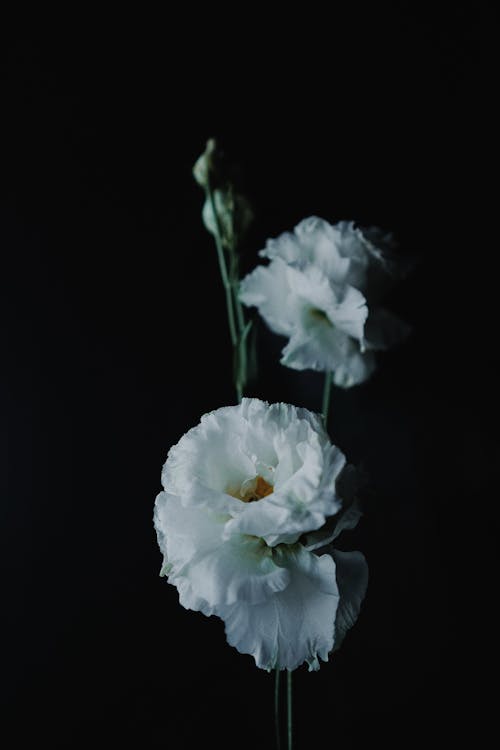 White Flowers With Black Background
