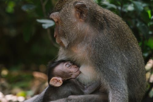 Monkeys in the Forest