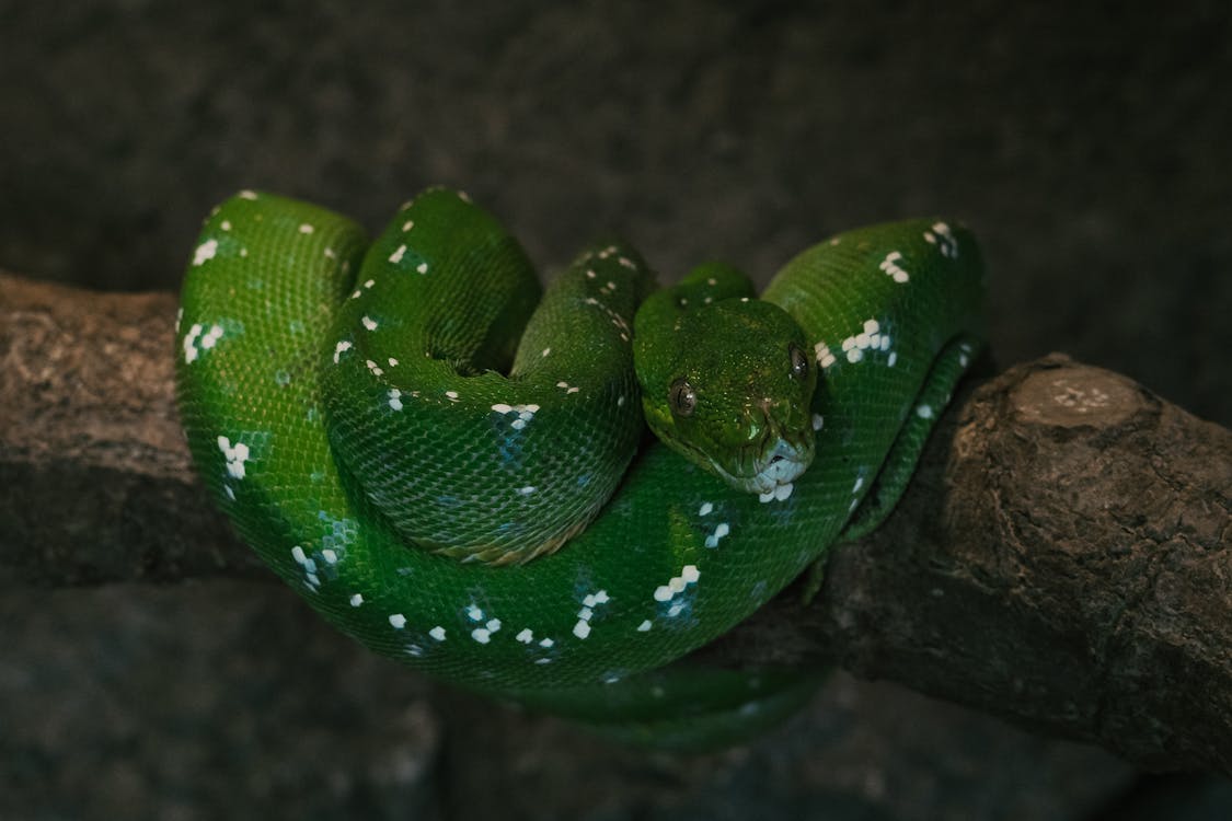 A Close-Up Shot of a Green Python