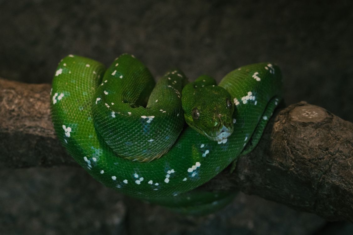 A Close-Up Shot of a Green Python · Free Stock Photo